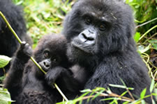 Mountain Gorilla Uganda