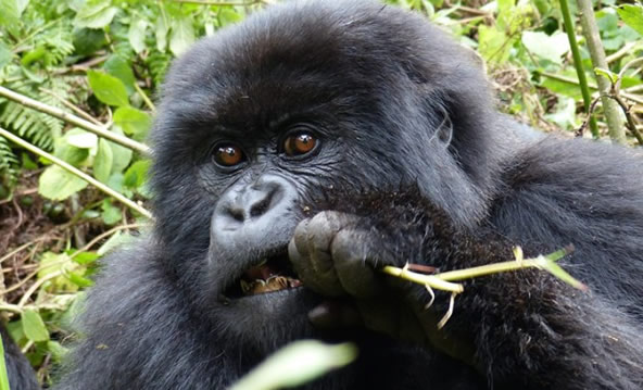 Uganda gorilla safaris