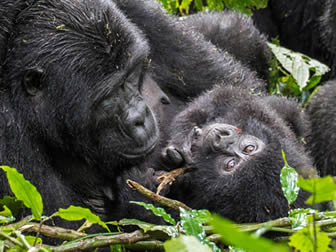 Gorilla trekking in