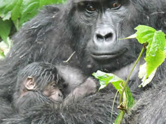 Gorilla babies