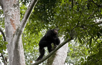 Chimpanzee trekking tours