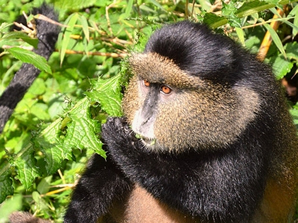 Golden Monkey trekking in Mgahinga