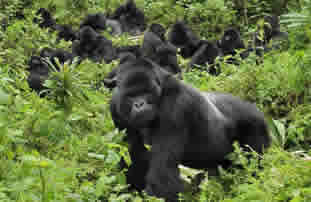 Rwanda gorillas