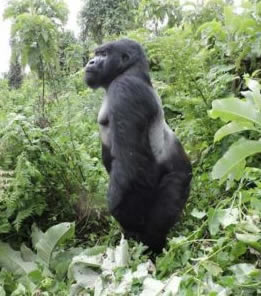 Where to see gorillas