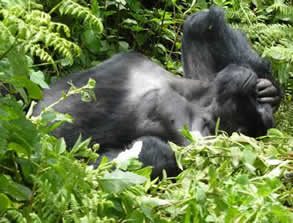 A mountain gorilla resting