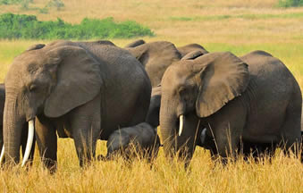 Game viewing in Queen Elizabeth Np