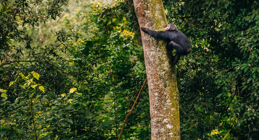 Chimpanzee trekking in Nyungwe forest