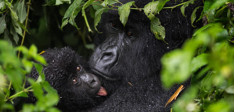 Gorilla National Parks