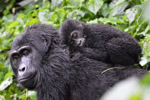 mountain gorilla height