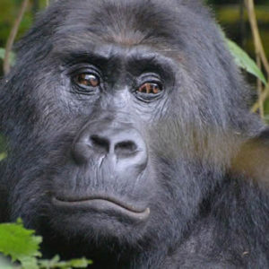 Rwanda gorilla safaris