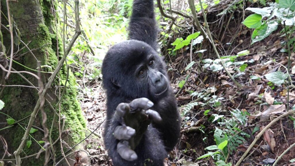 Gorilla Safaris | Gorilla Trekking Tours in Rwanda & Uganda