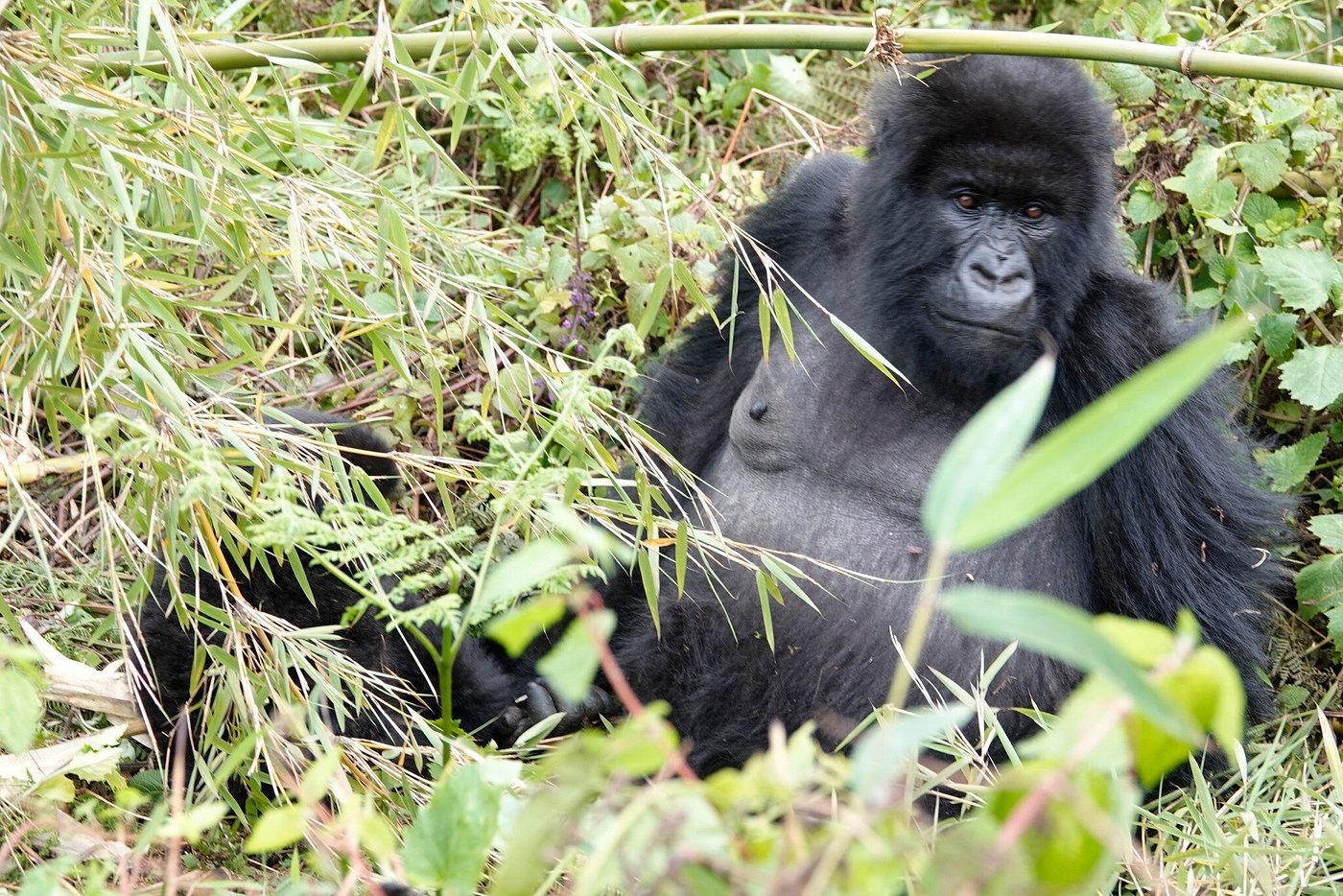 1 Day Rwanda gorilla tour