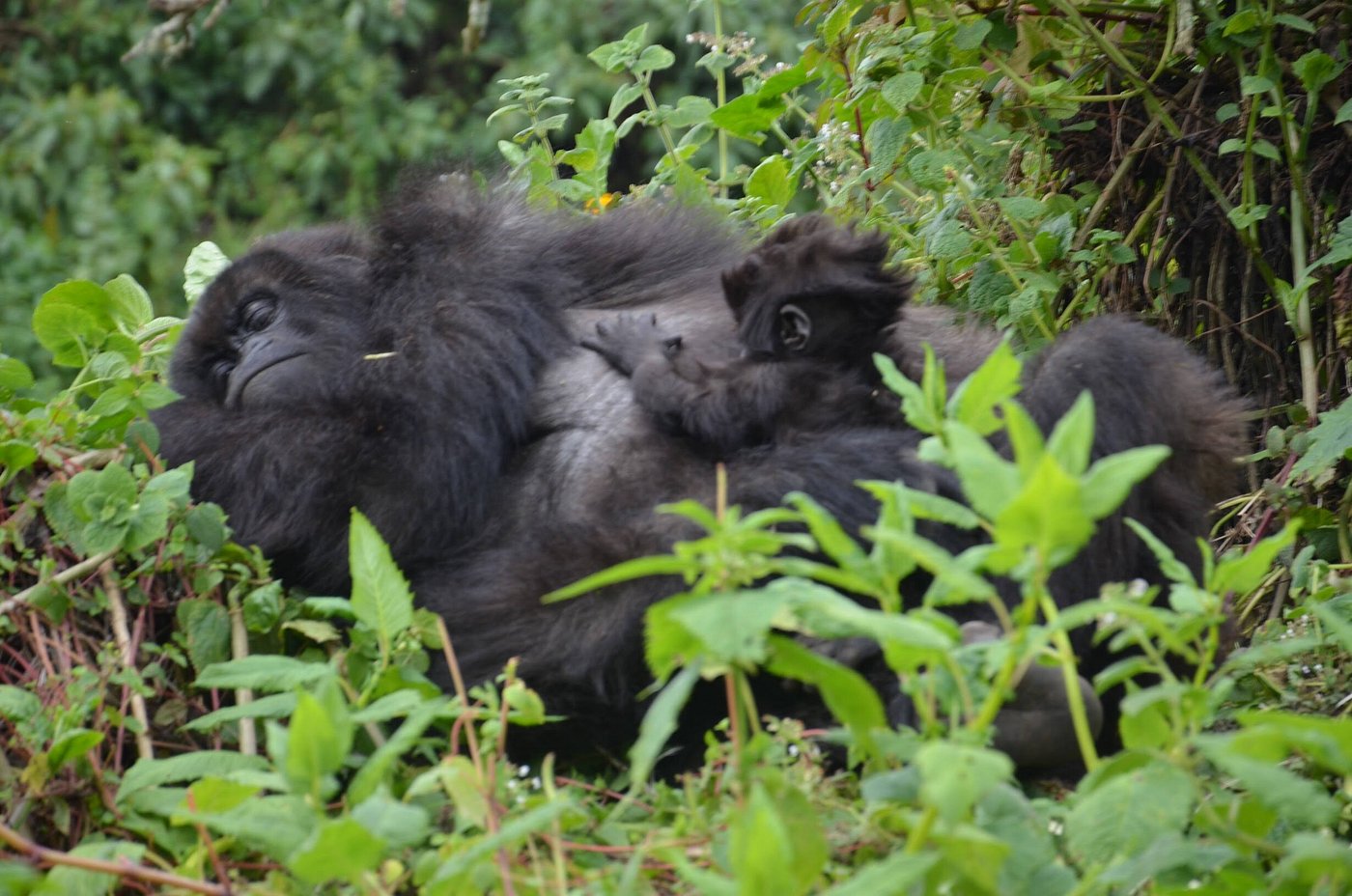 24 days Rwanda Uganda safari