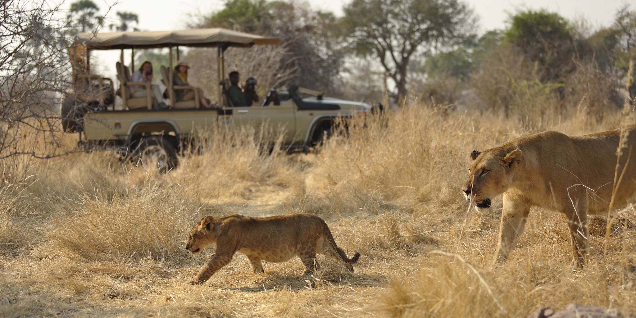 Ruaha national park